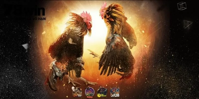 78Win mở kèo chọi kê