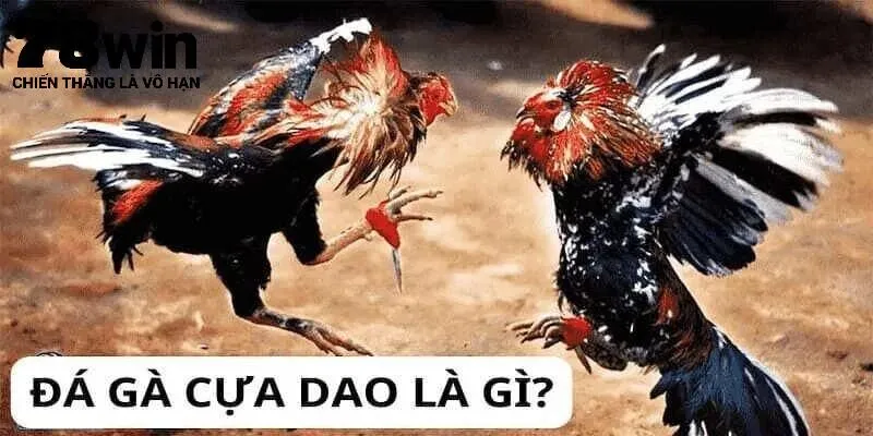 Đá gà cựa dao là gì?