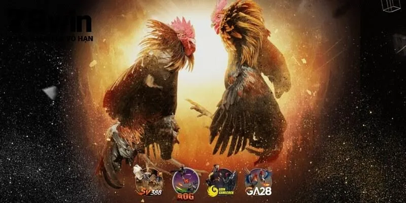 Ưu điểm sảnh cược chọi gà tại 78Win