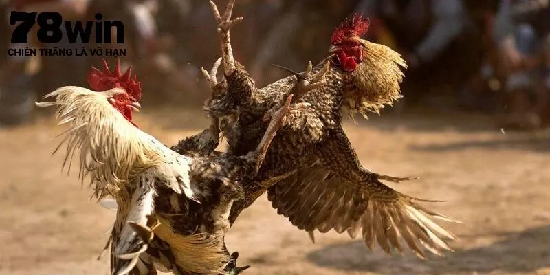 Đá gà 78Win - Thông tin cần biết 