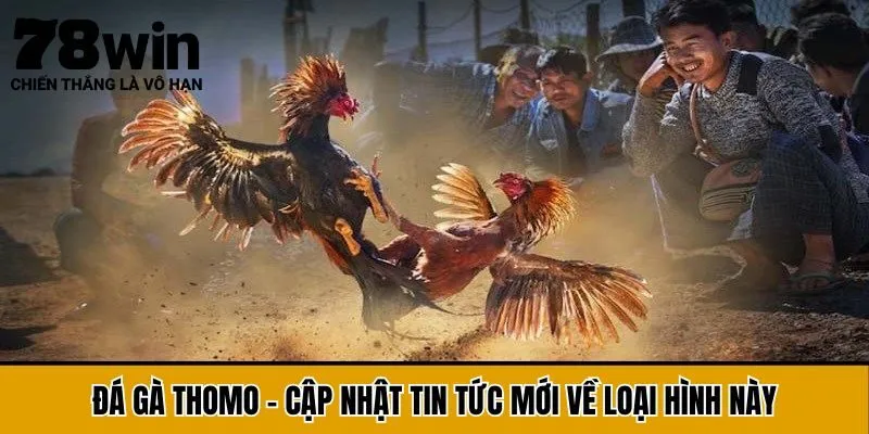 Đá Gà Thomo - Cập Nhật Tin Tức Mới Về Loại Hình Này